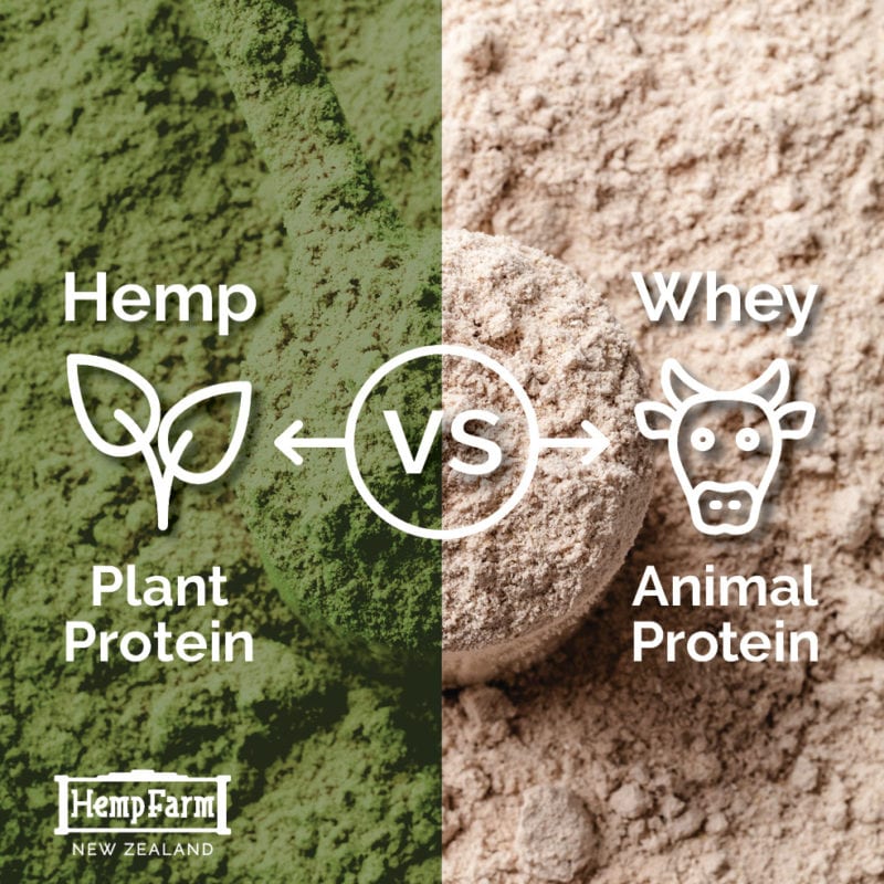 Plant Protein vs. Whey Protein Exploring Hemp Protein Benefits