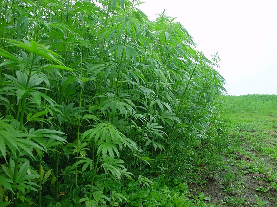 Hemp Farming – Creating a viable hemp industry for New Zealand