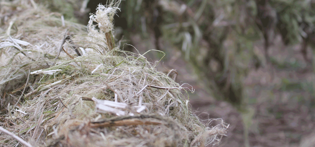 Hemp NZ Partners with NZ Natural Fibres To Grow Industry