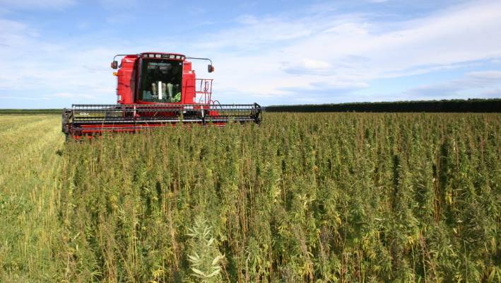 Hemp Plantings On High Following Law Change