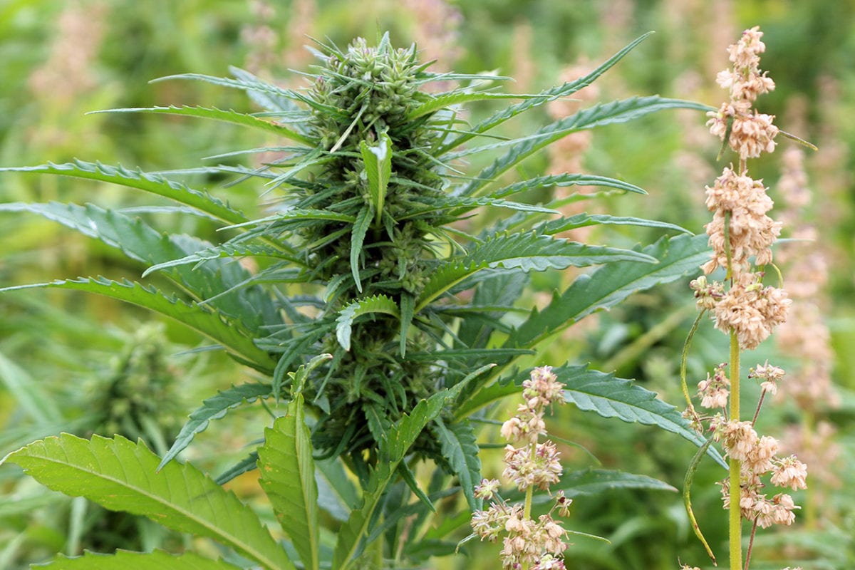 Anatomy Of The Hemp Plant