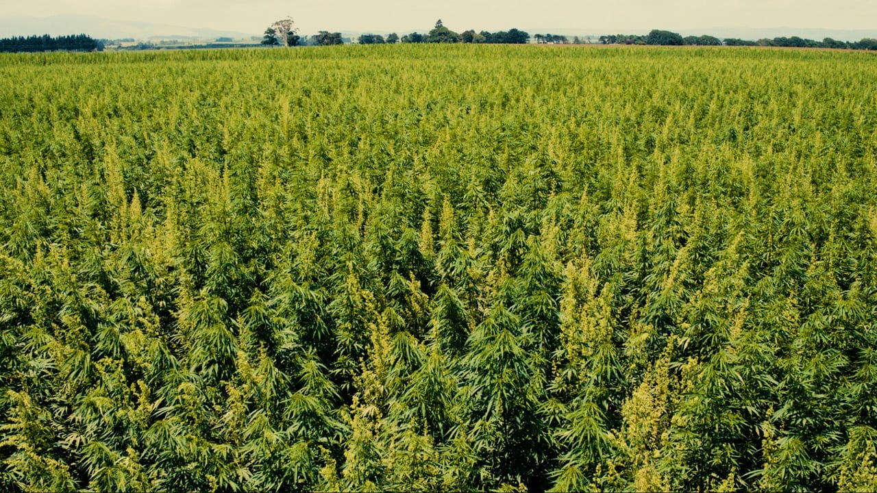 Hemp growers aiming high