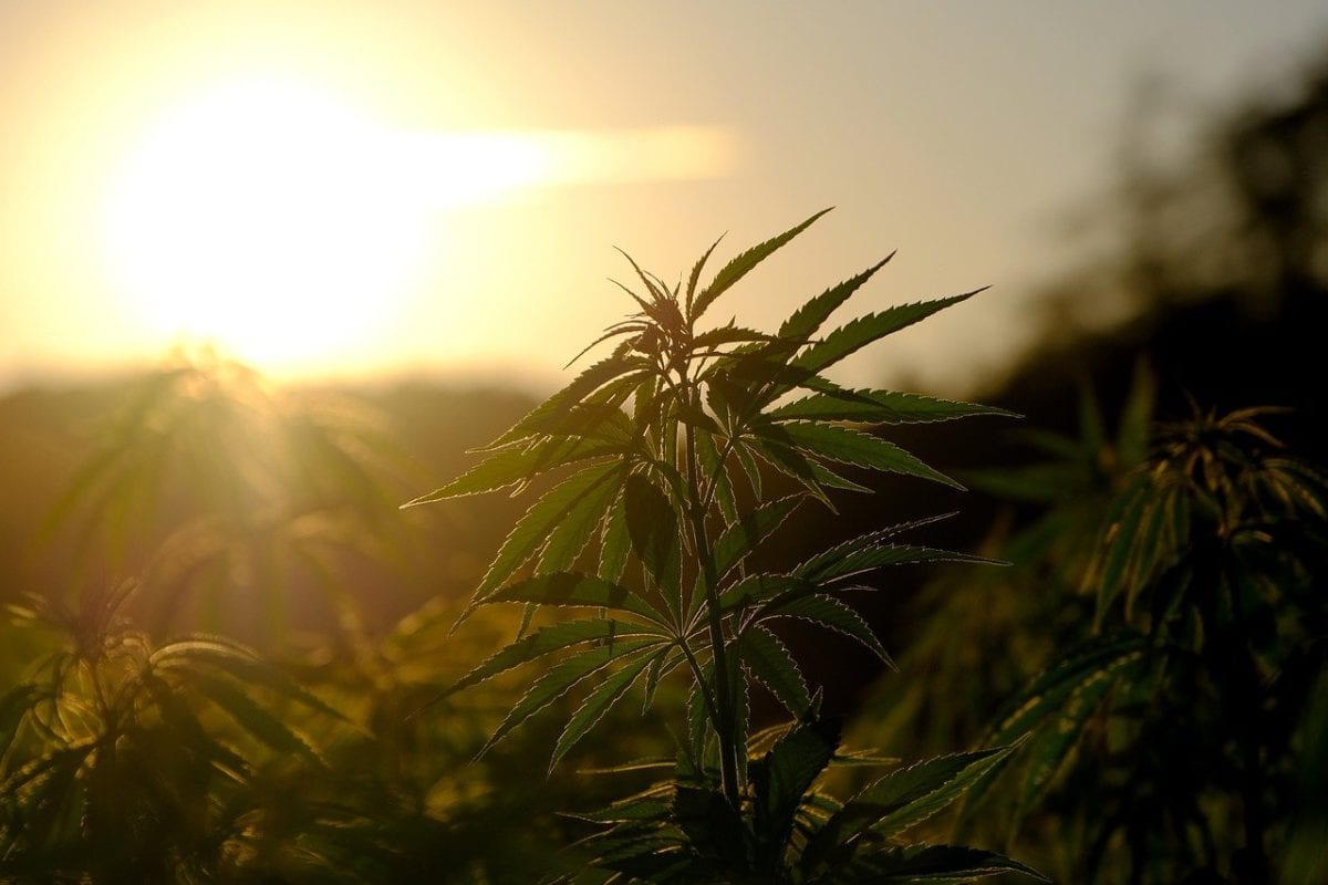 10 Reasons Hemp Is Good For The Planet