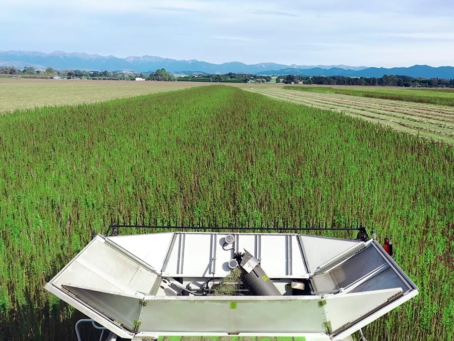 Hemp Farm NZ, sowing seeds for a brighter Kiwi future