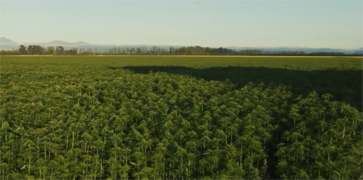 2021 Hemp Crop – North Otago, South Canterbury