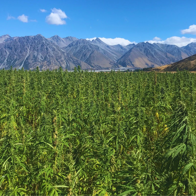 Hemp crop in Canetrbury, New Zealand