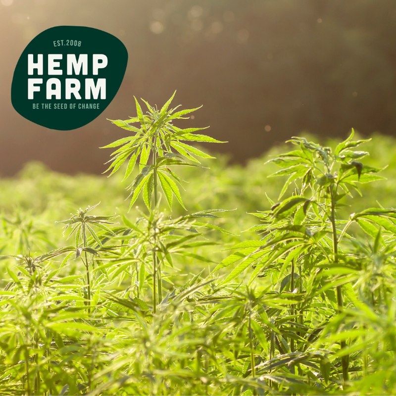 Discover the World’s Largest Hemp Processing Line – How Fibre & Hempcrete Are Made