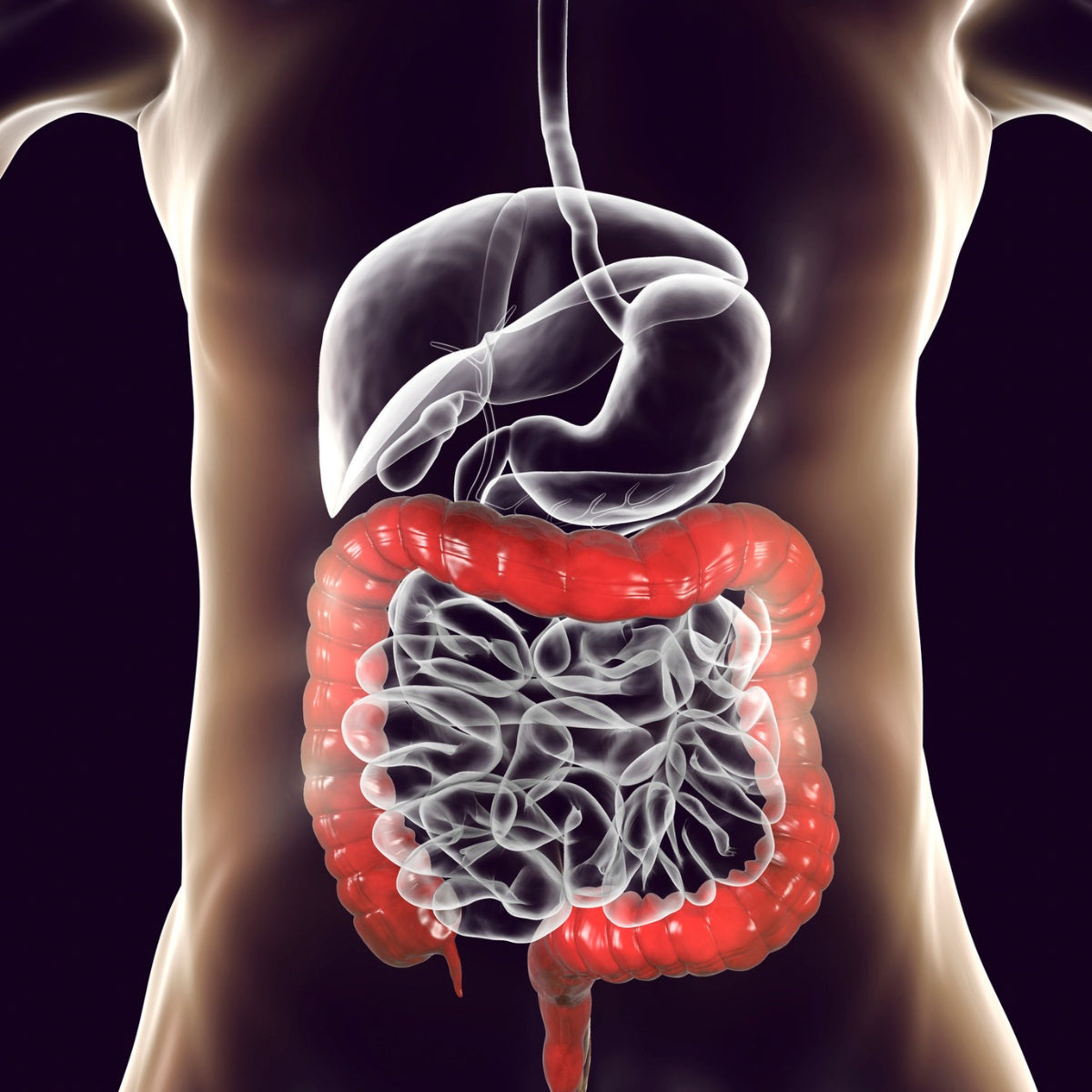 Hemp Shell Gut Health