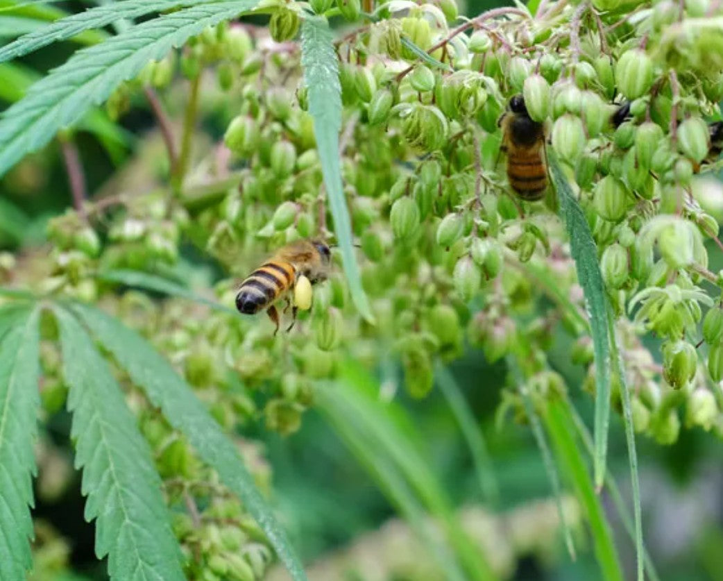 Industrial Hemp and Bees